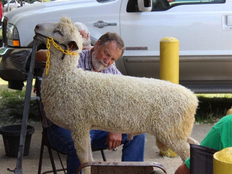 A sheep gets shorn at the State Fair this summer, which set a record for revenue. (One Illinois/Ted Cox)